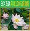 圖片 【樂福嚴選】古法手工100%純天然無毒藕粉(3包)